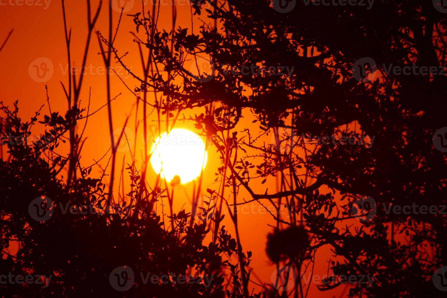 rood zonsondergang door de silhouet van de takken en bladeren van een boom foto