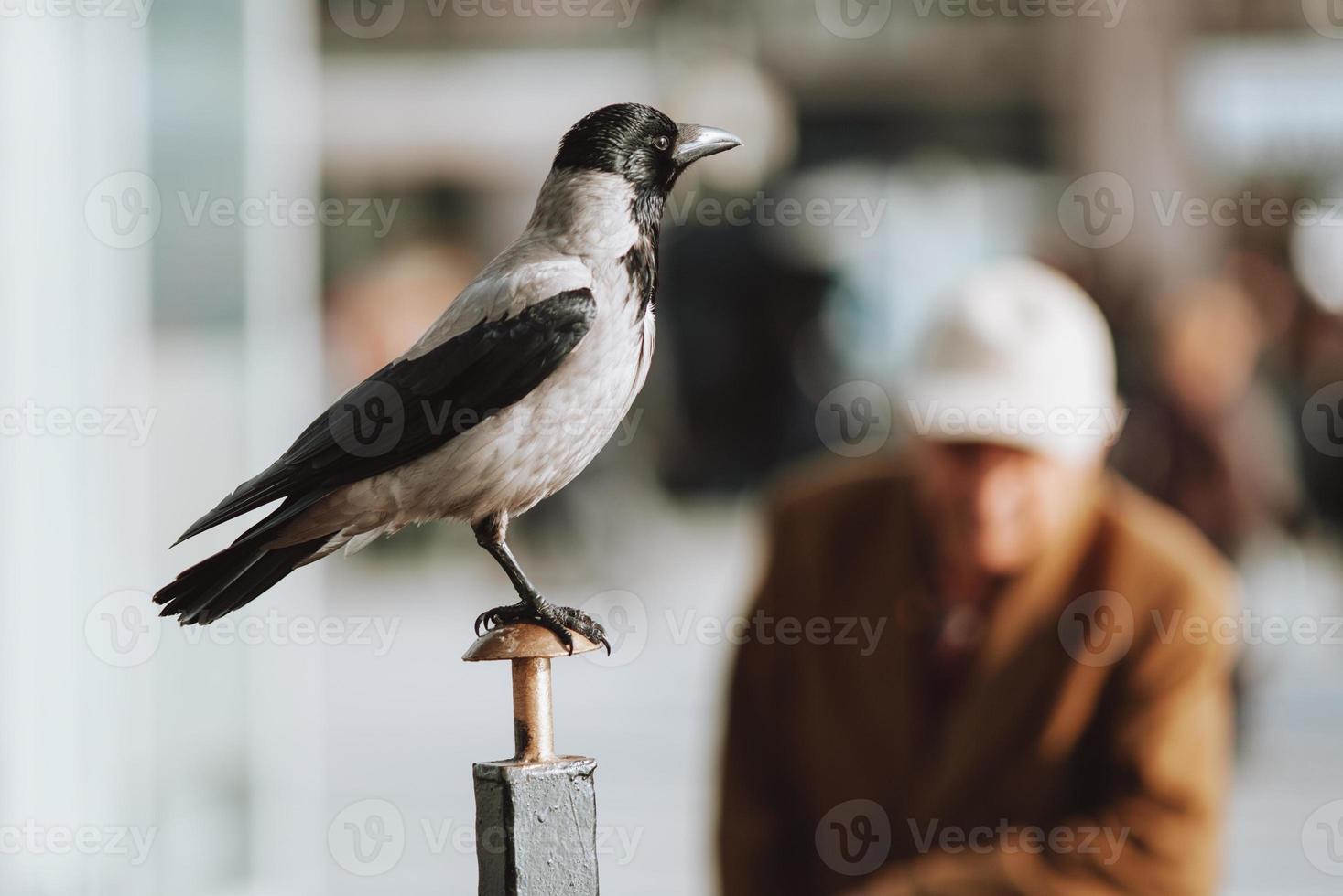 mooi grijs vogel kauw zittend Aan een pool in een stedelijk omgeving. foto