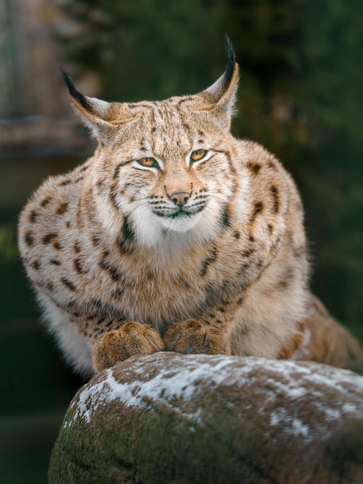 Euraziatisch lynx in winter foto