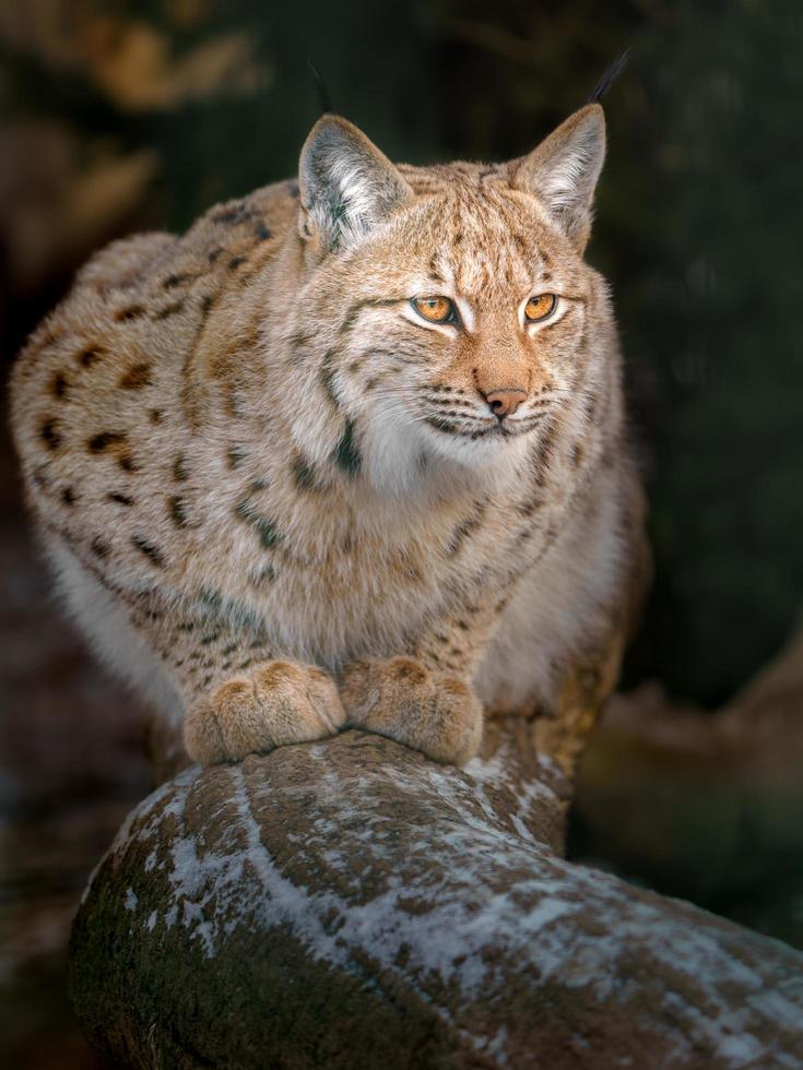 Euraziatisch lynx in winter foto