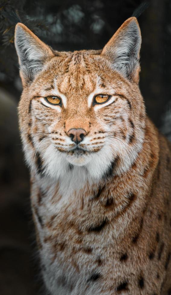 Euraziatisch lynx in winter foto