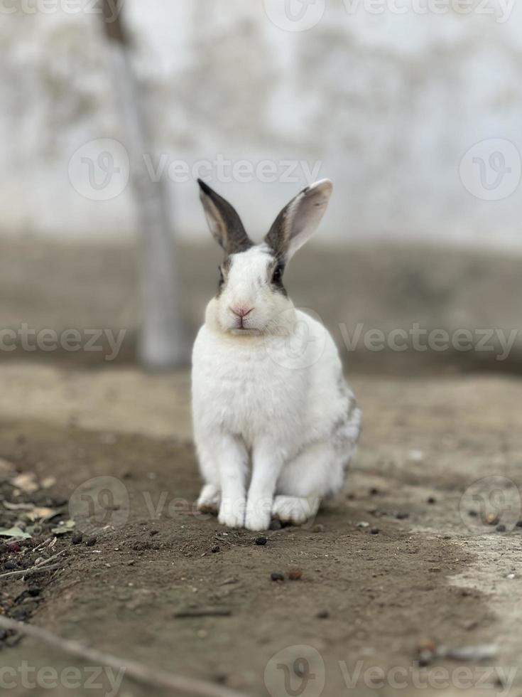 weinig konijn Aan de boerderij vrij naar downloads foto