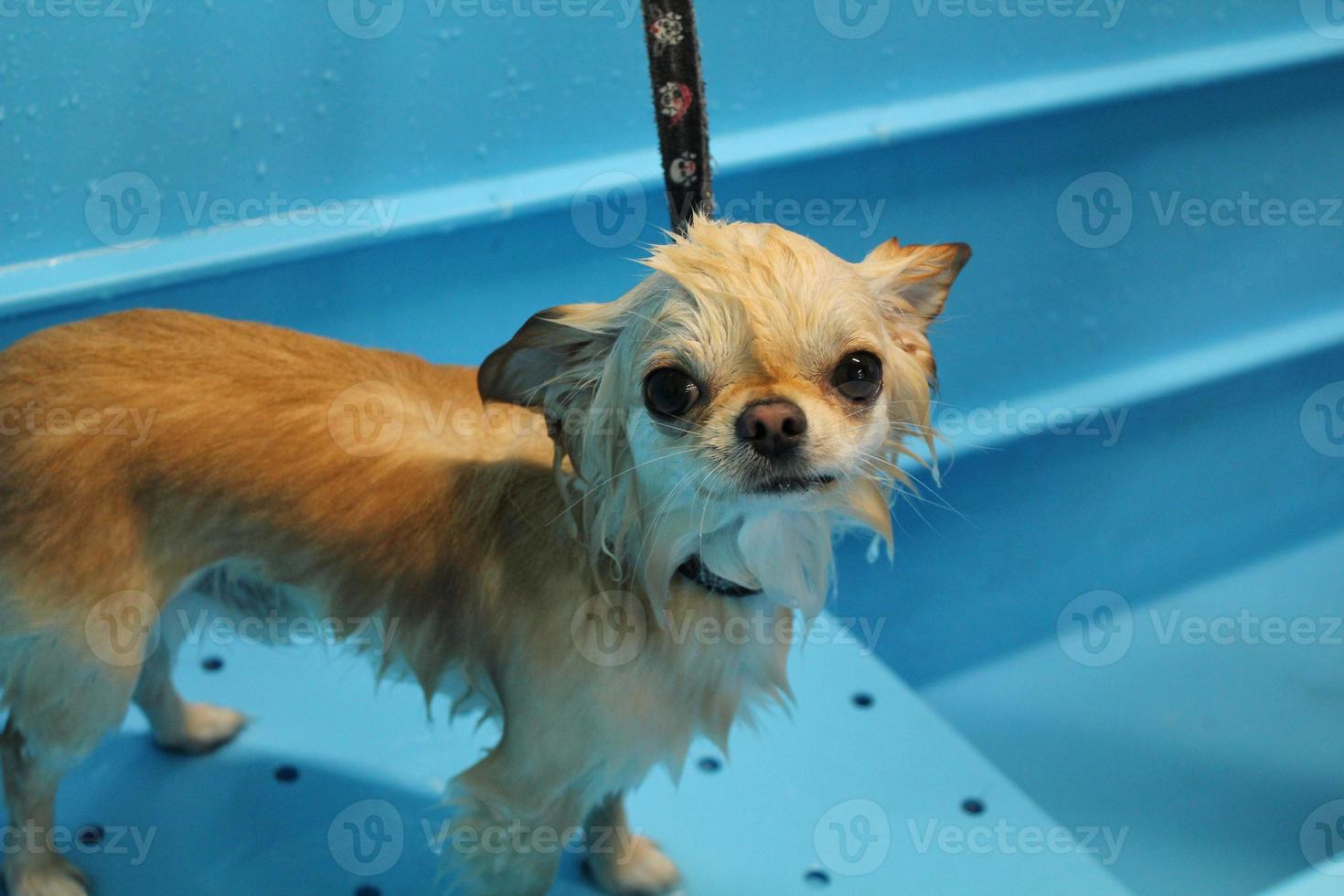 grappig chihuahua hond met nat vacht staand in een badkamer na het baden en het wassen in uiterlijke verzorging salon. professioneel hygiëne, welzijn, spa procedures van dieren concept. huisdier zorg idee. dichtbij omhoog foto