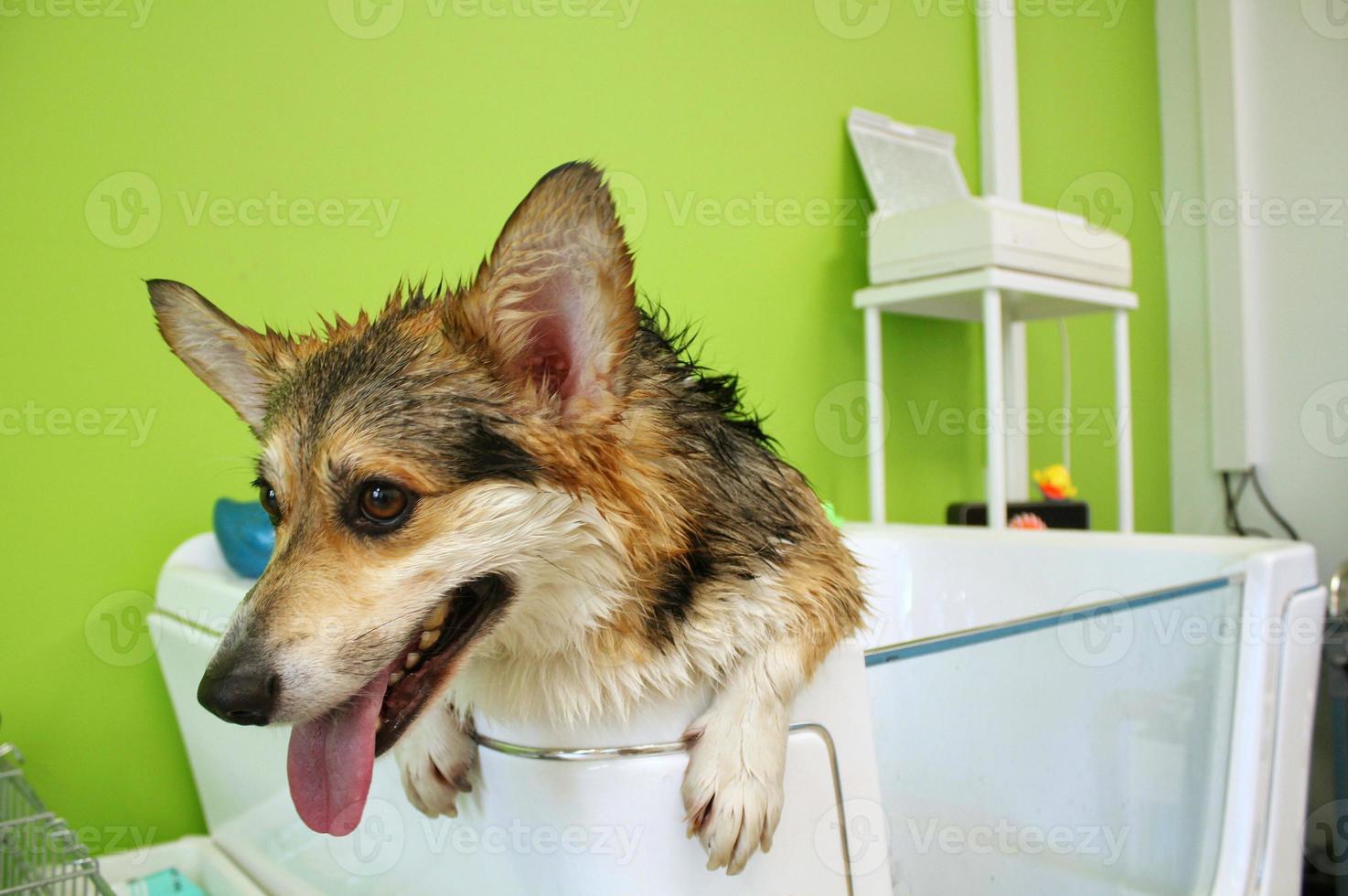 corgi welsh pembroke met nat vacht staand in een badkamer na het baden en het wassen in uiterlijke verzorging salon. professioneel hygiëne, welzijn, spa procedures van dieren concept. huiselijk huisdier zorg idee. dichtbij omhoog foto