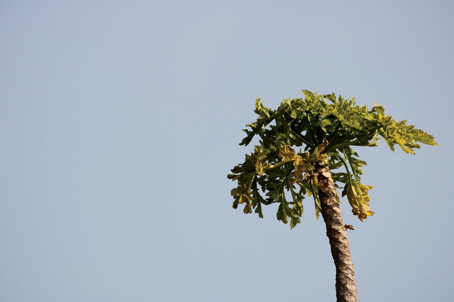 papaja boom met kopieerruimte, badami. foto