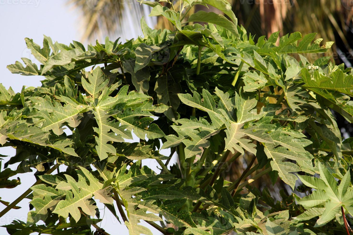 een detailopname visie van een Ricinus communis bladeren, badami. foto