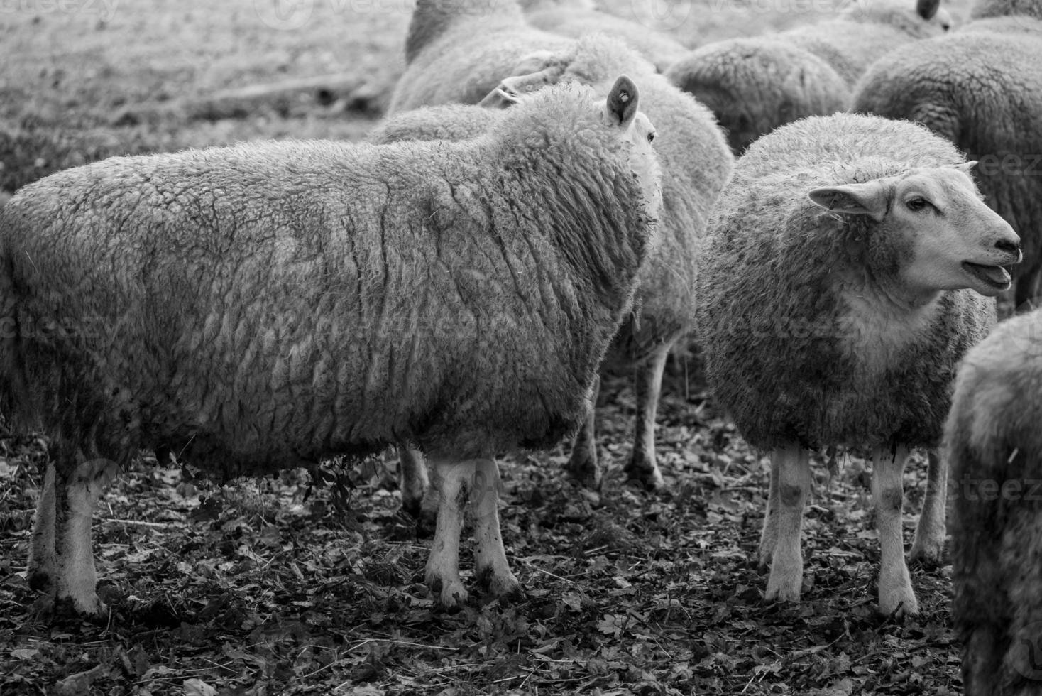 schapen op een veld in duitsland foto