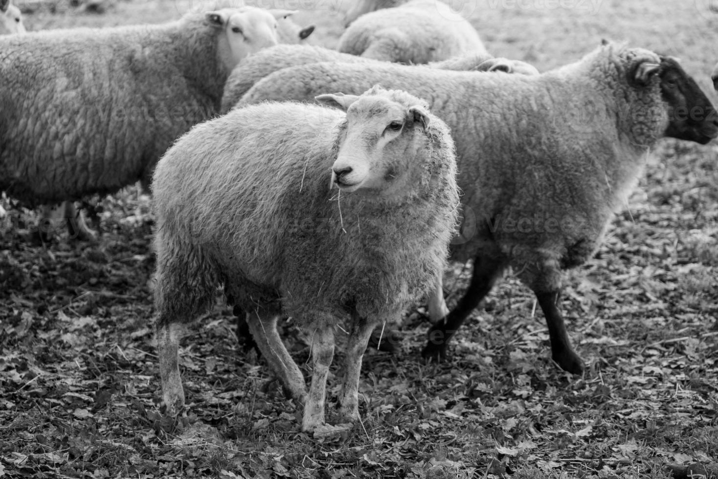 schapen op een veld in duitsland foto