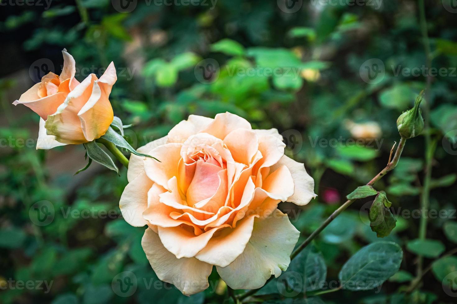 mooi bloeiend bloem roos bloem dichtbij omhoog foto