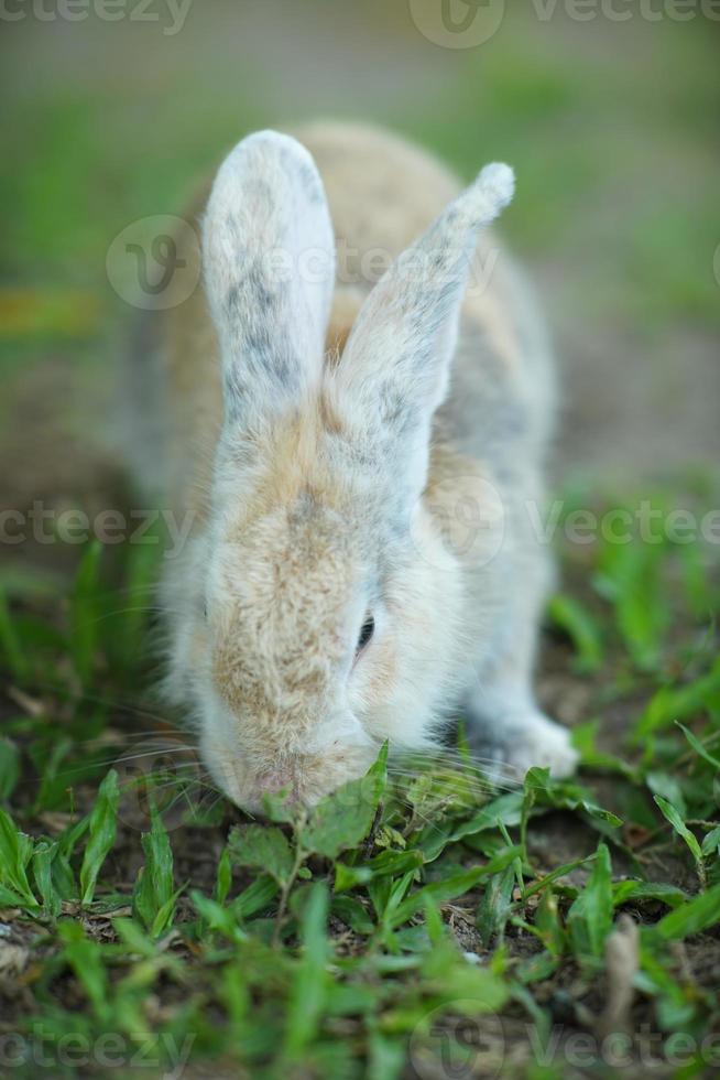 een schattig huiselijk konijn oryctolagus cuniculus domesticus heeft drie kleuren wit, grijs en bruin, eten groen gras. foto