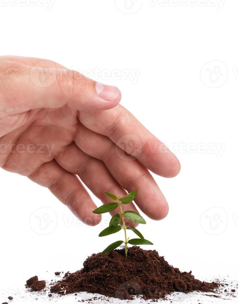 mannetje hand- met een groen spruit foto