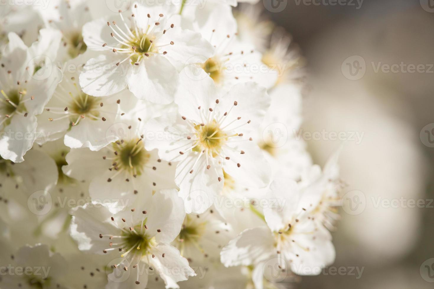 macro van vroeg voorjaar boom bloesems met versmallen diepte van veld. foto