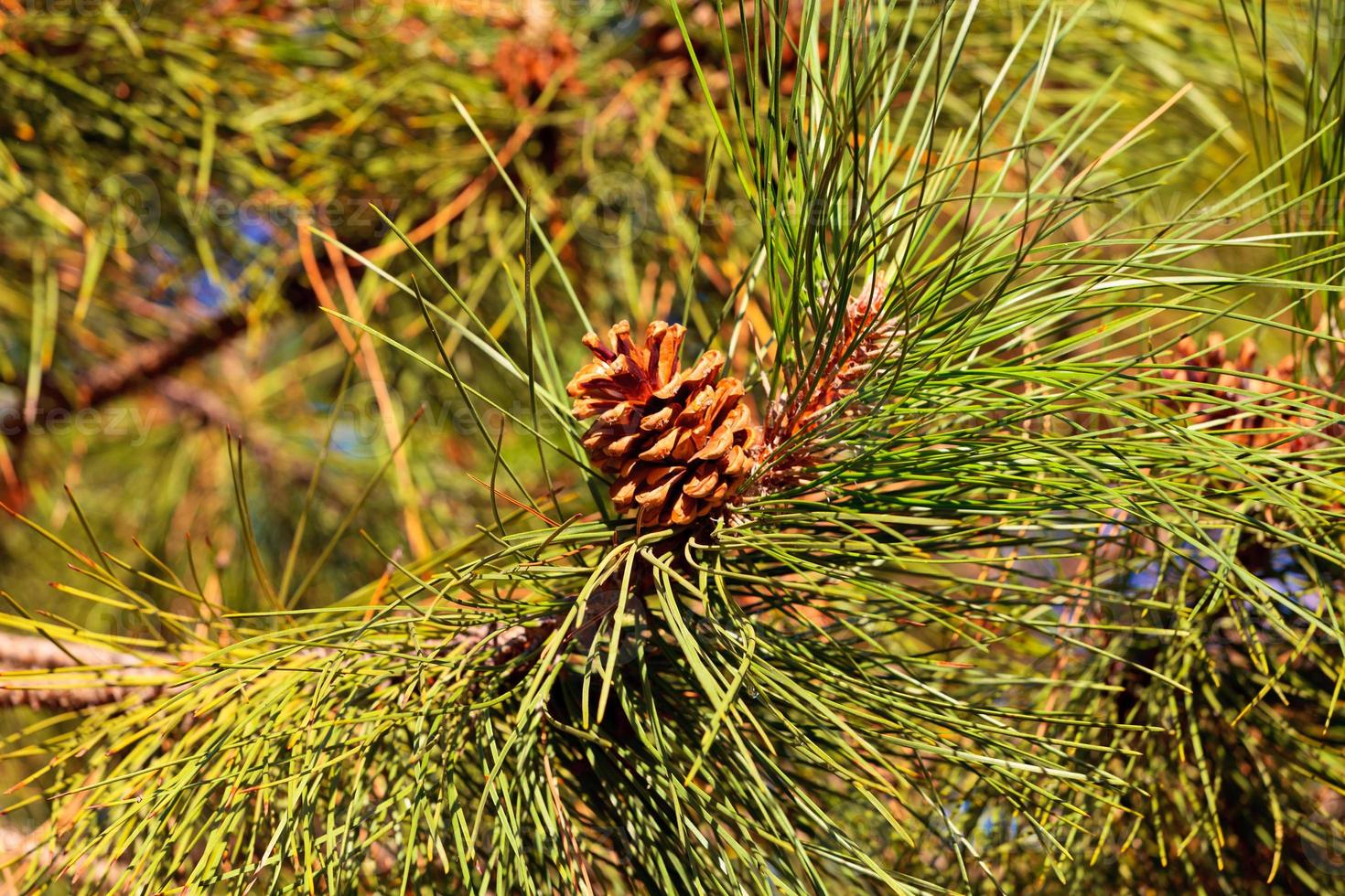 takken van de pelsboom. foto