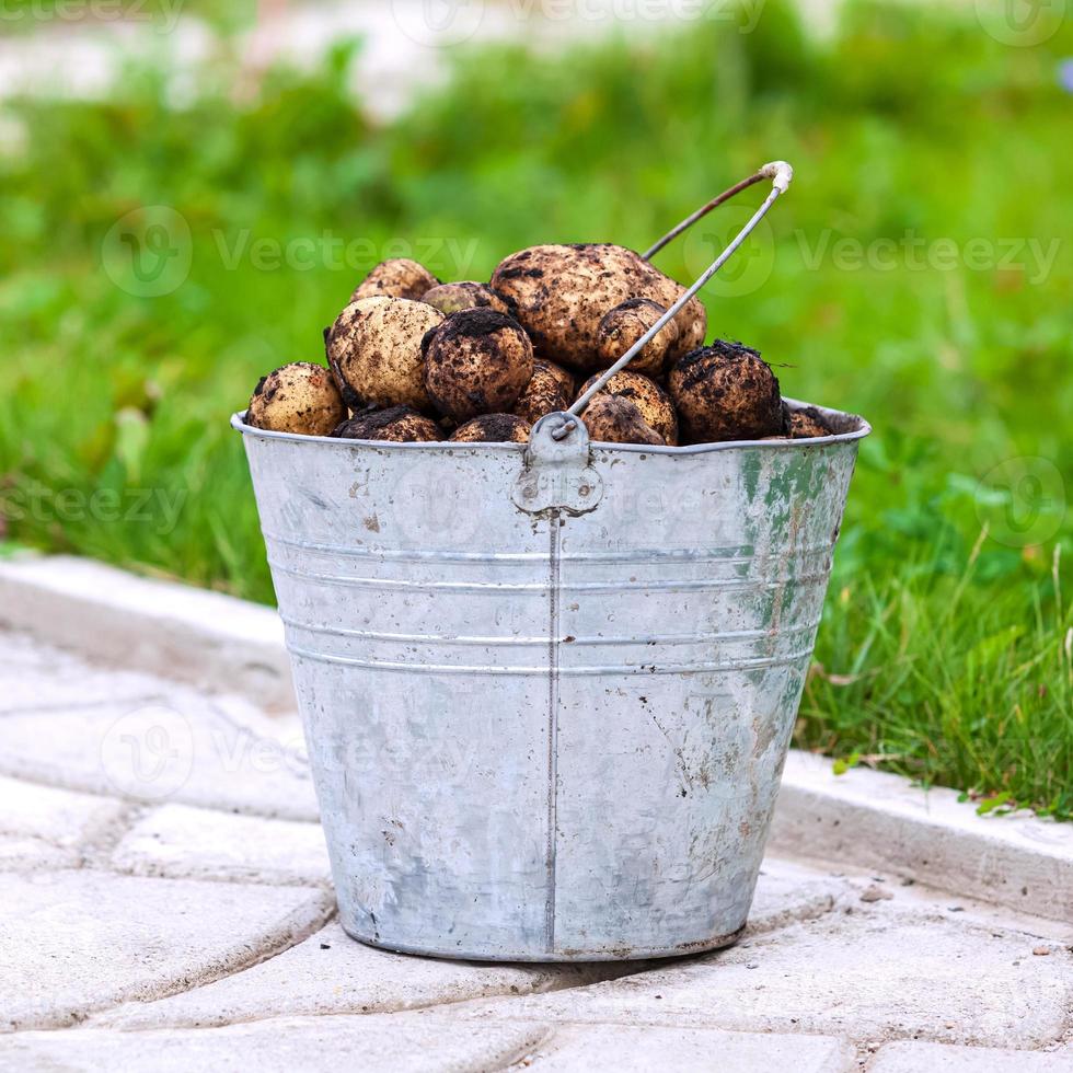 metaal emmer vol van vers aardappelen foto