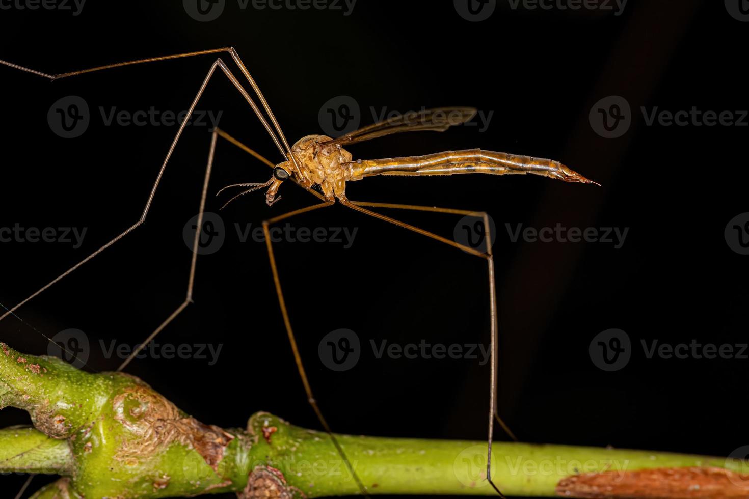 volwassen limoniid kraanvlieg foto