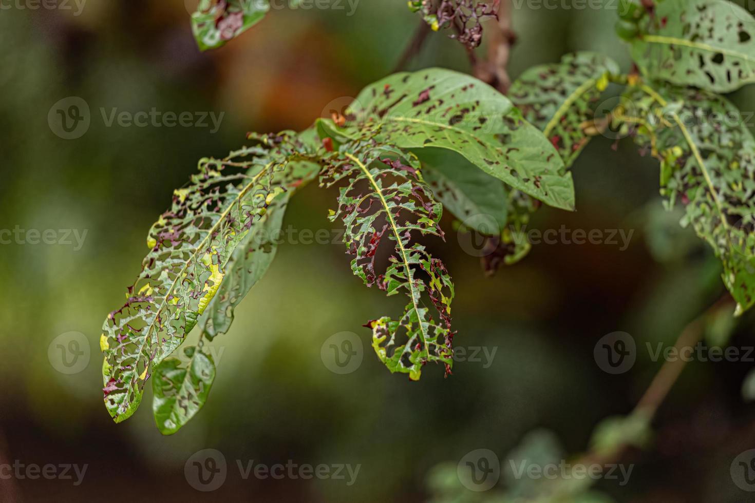 bladeren gegeten door plaag insecten foto