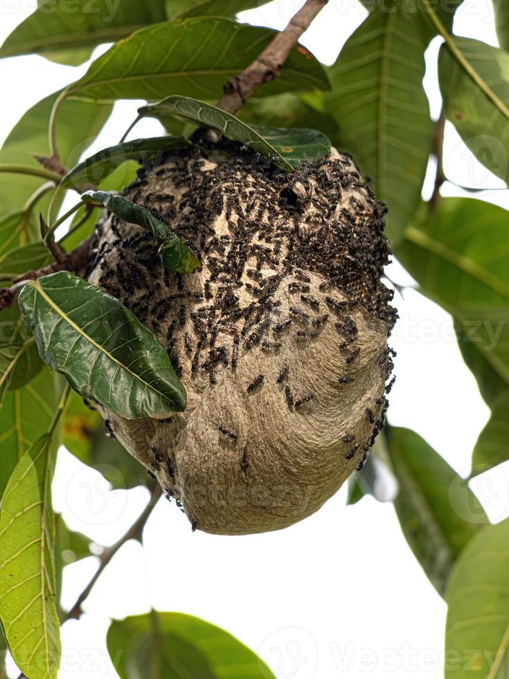 nest van lang getailleerd honing wespen foto