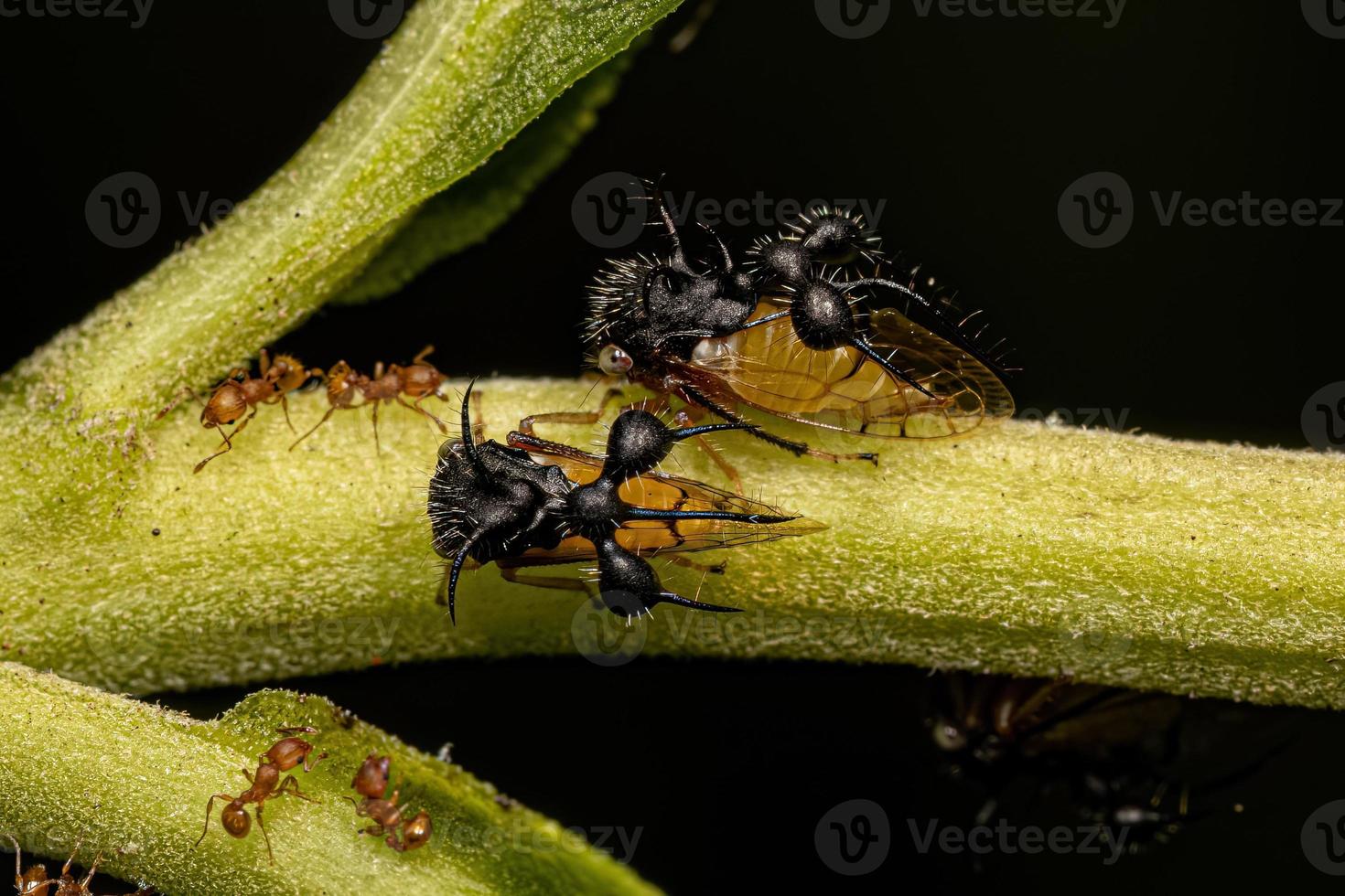 volwassen mier-nabootsende treehopper foto