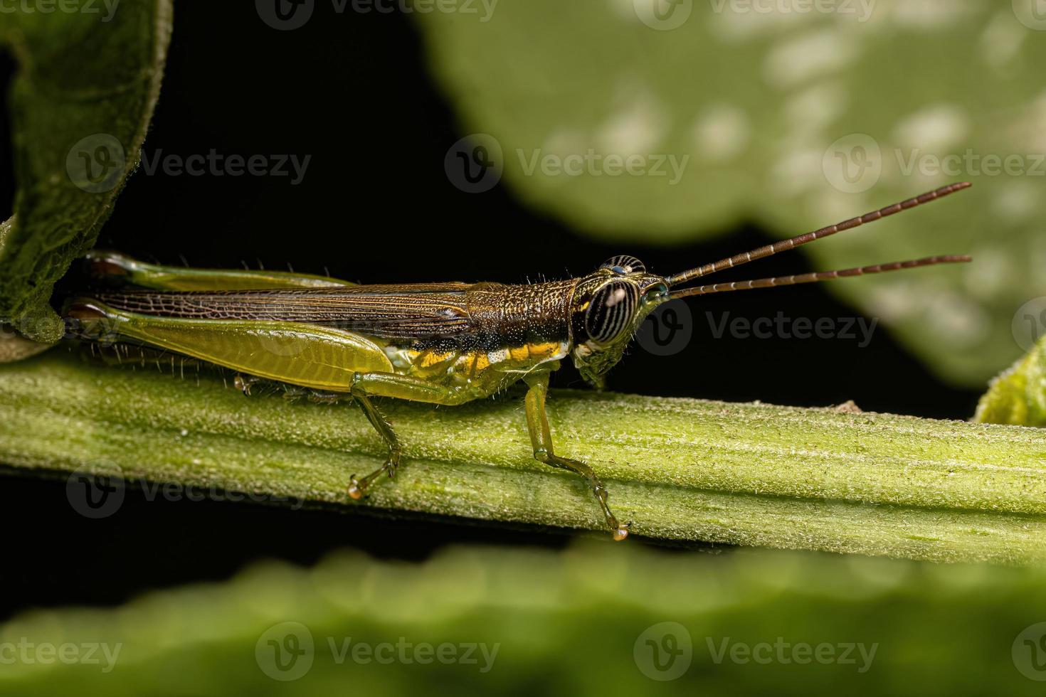 volwassen spurthroat tandenstoker sprinkhaan foto