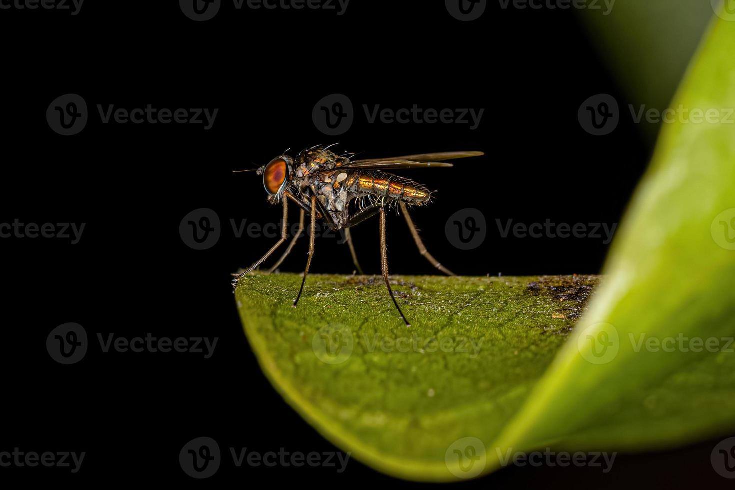 volwassen langbenige vlieg foto