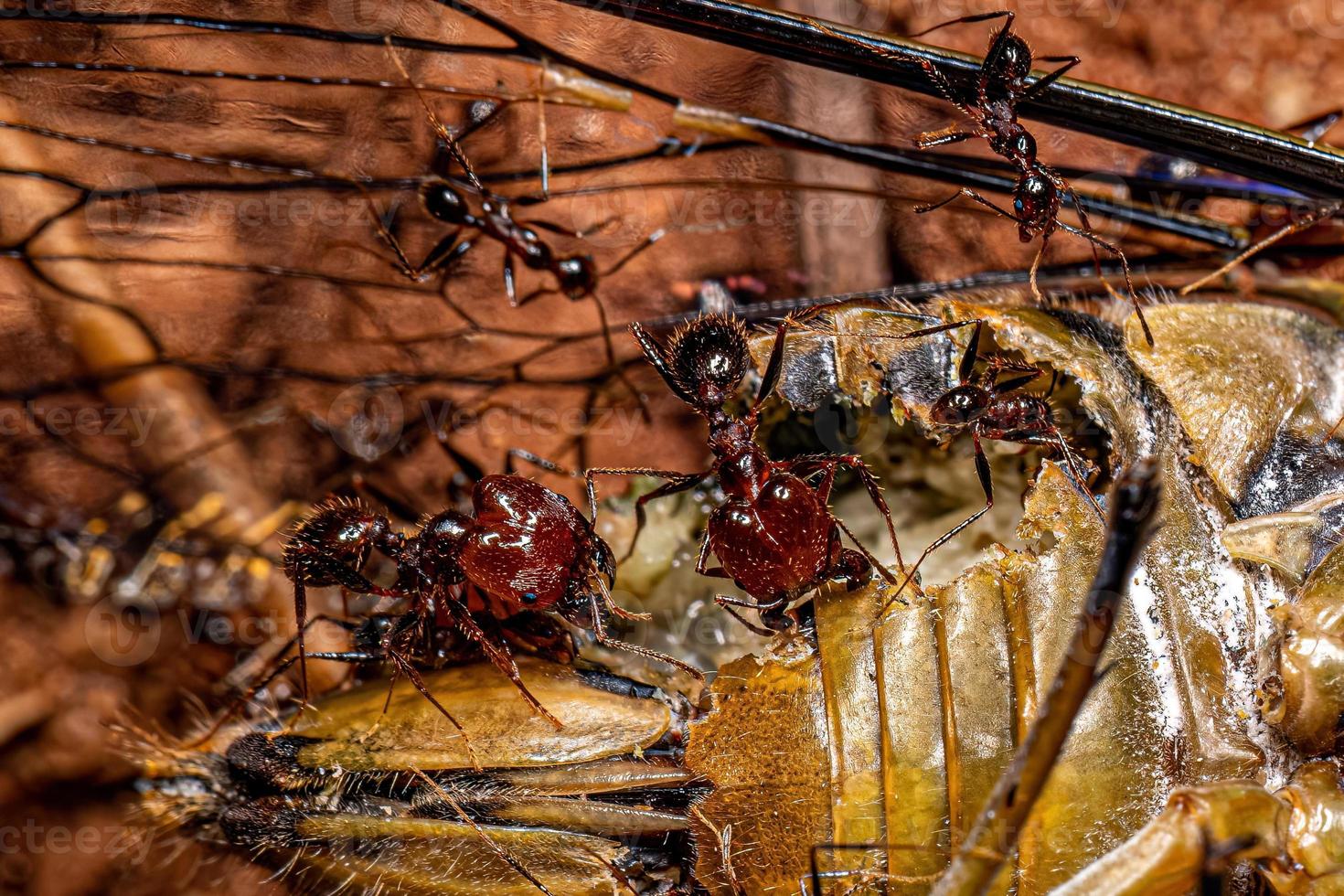 volwassen vrouwelijke groothoofdige mieren foto