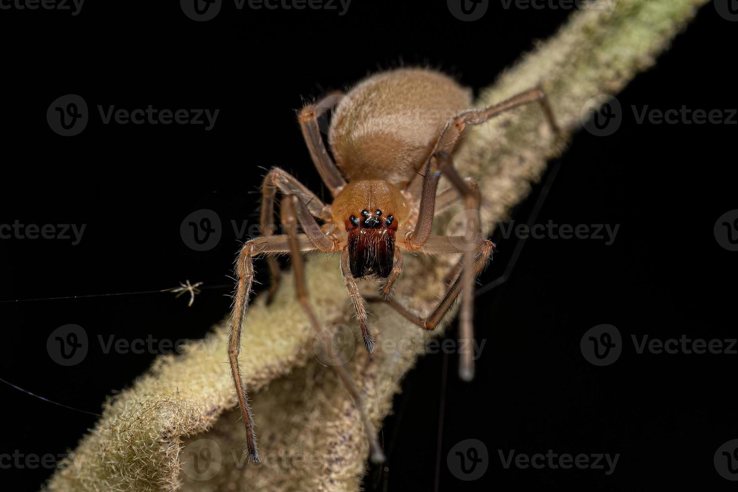 volwassen vrouw lang legged sac spin foto