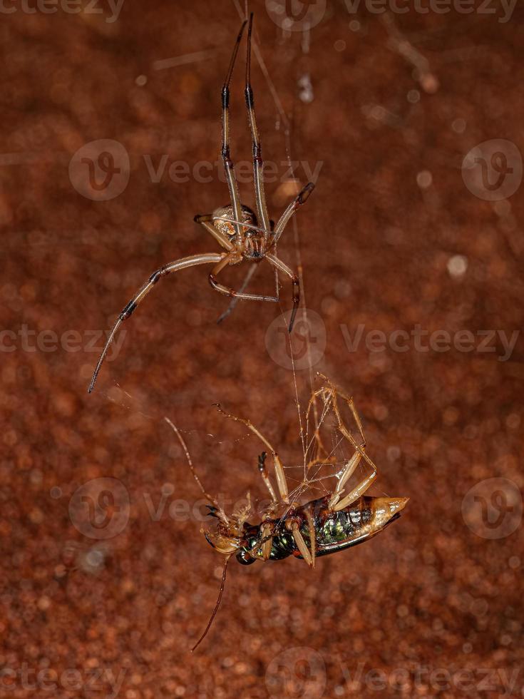 vrouw volwassen bruin weduwe spin azen Aan een volwassen metalen tijger kever foto