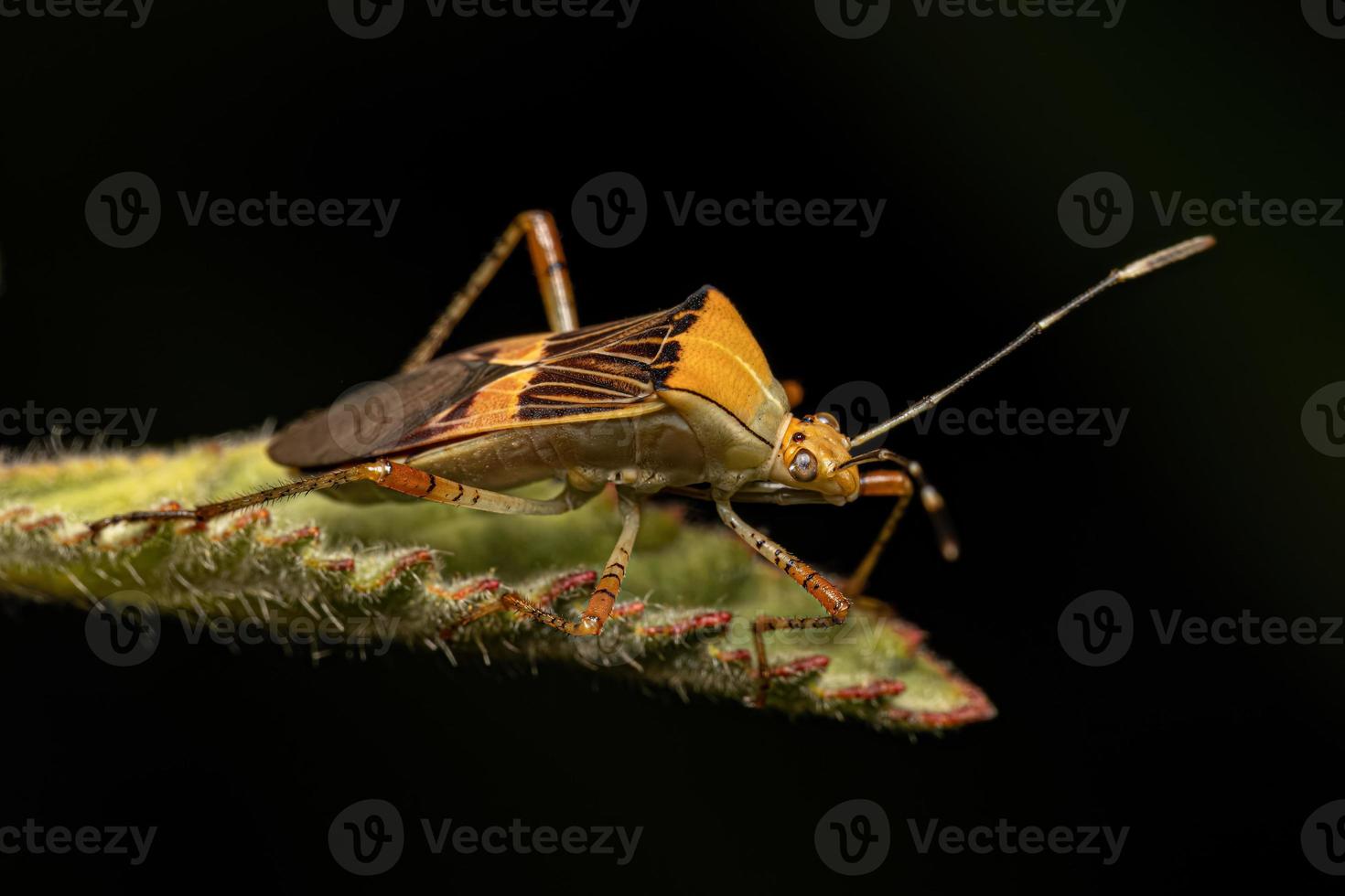 volwassen bladvoetwants foto