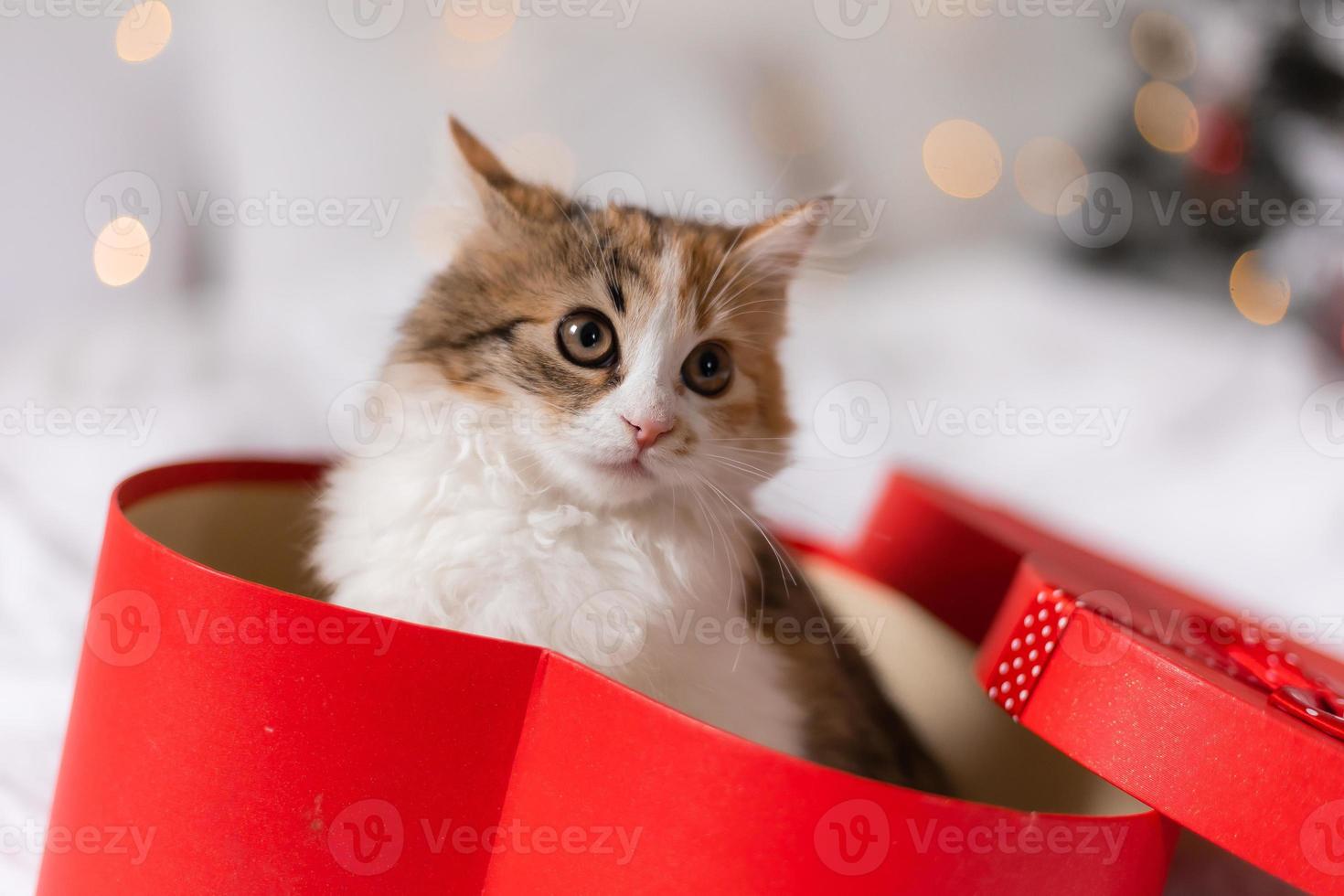 schattig driekleur katje in een rood geschenk doos Bij huis Aan de achtergrond van een Kerstmis boom. foto