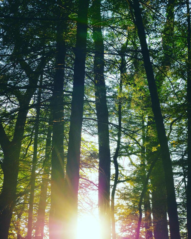 helder zonsondergang lens gloed door bomen foto