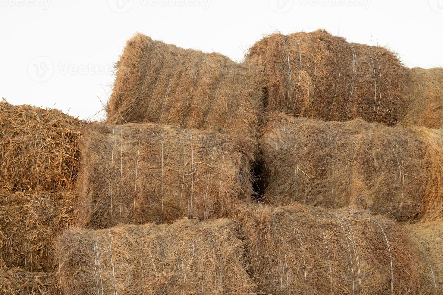 broodjes van hooi en rietje gebonden met wit nylon- touw zijn gestapeld Aan top van elk ander. oogsten concept, inpakken droog gras voor vee foto