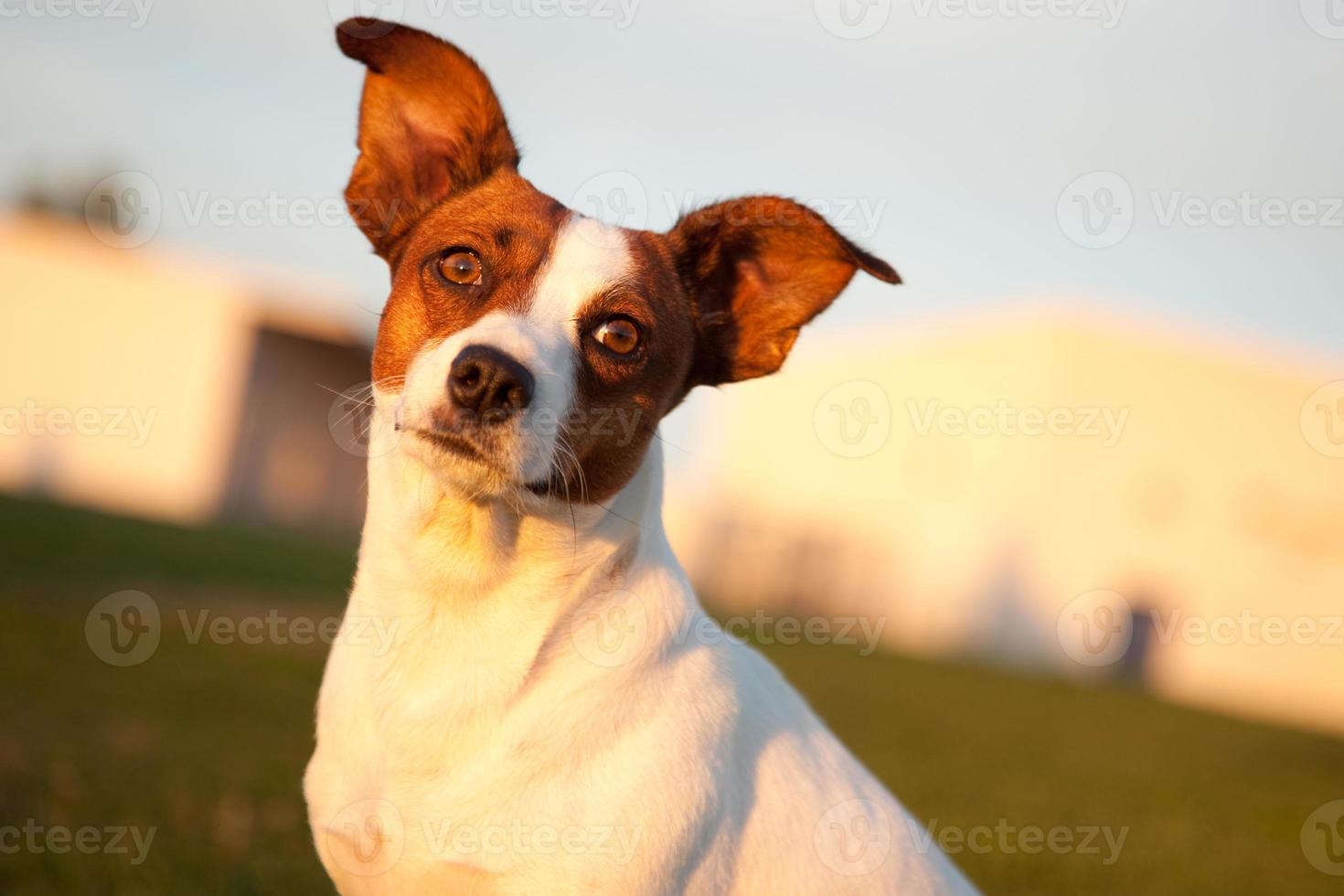 jack Russell terriër in de park foto