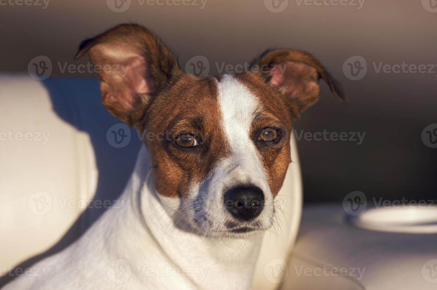 jack Russell terriër portret foto