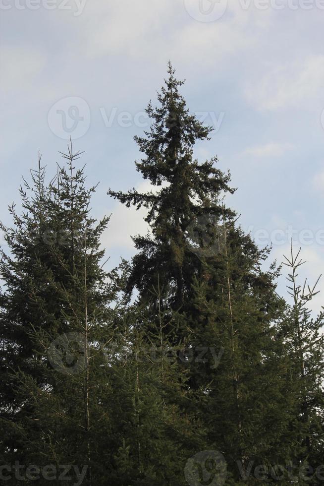 een groot pijnboom boom tegen een blauw lucht. foto