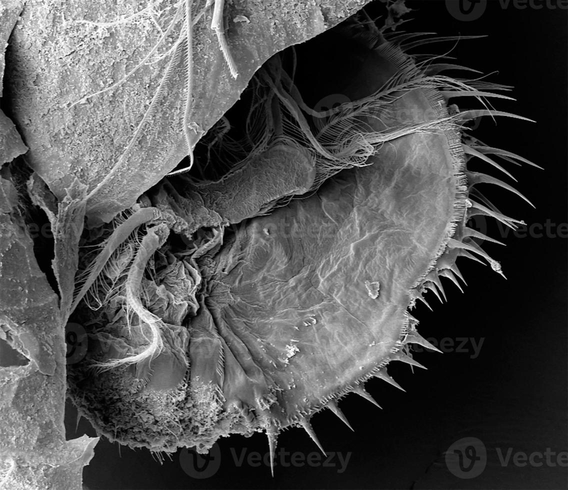 stekels van postabdominaal een deel van de scannen elektron microscoop van water vlo foto