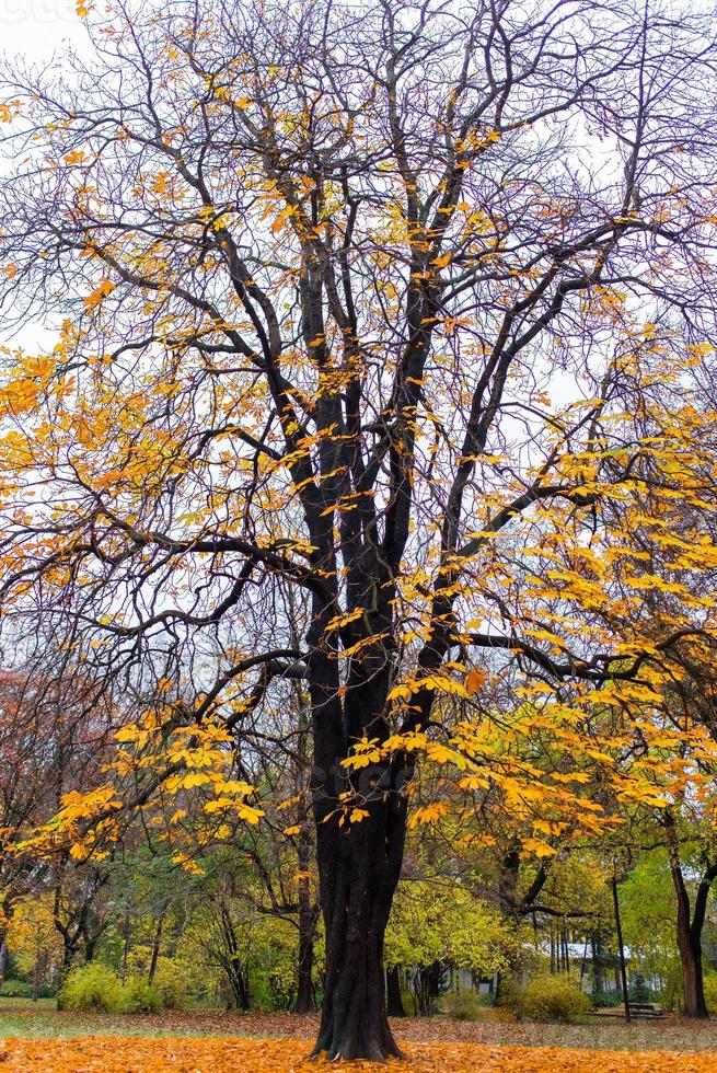 boom in herfst zonlicht foto