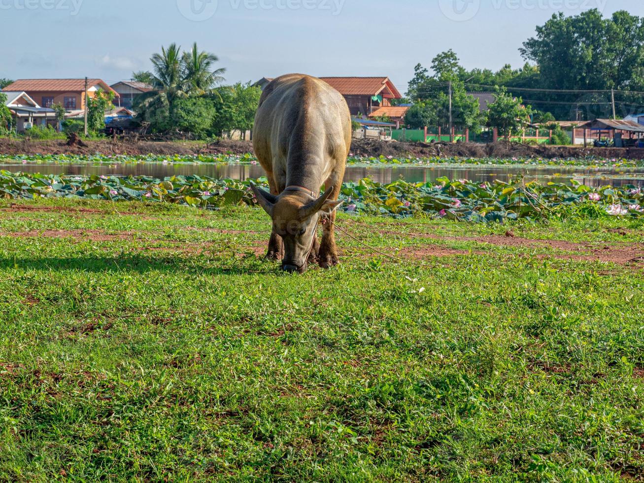 Thais buffel in de velden foto