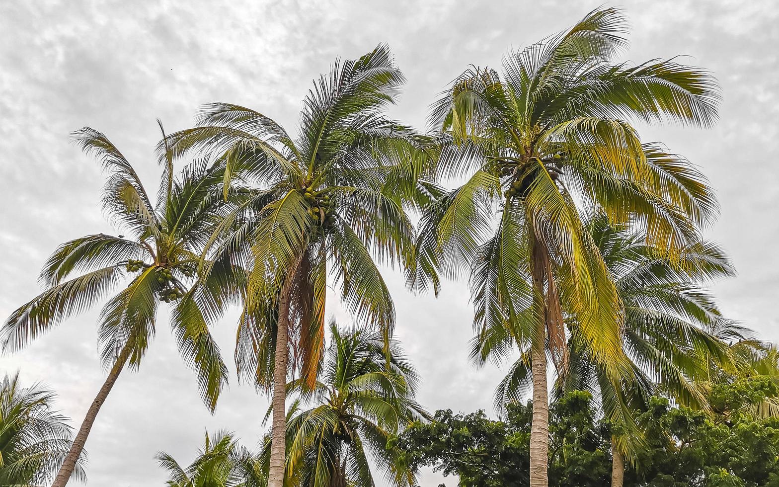 tropisch natuurlijk palm boom kokosnoten blauw lucht in Mexico. foto