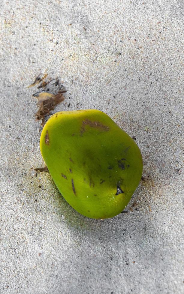 oud gedaald kokosnoot leugens Aan de strand en rot weg. foto