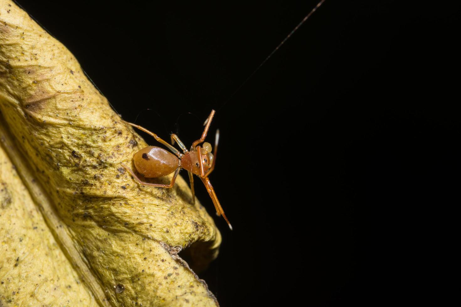 spin op een blad, close-up foto