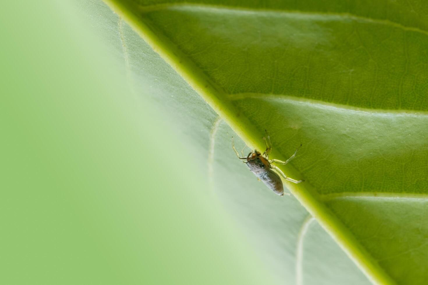 spin op een blad, close-up foto