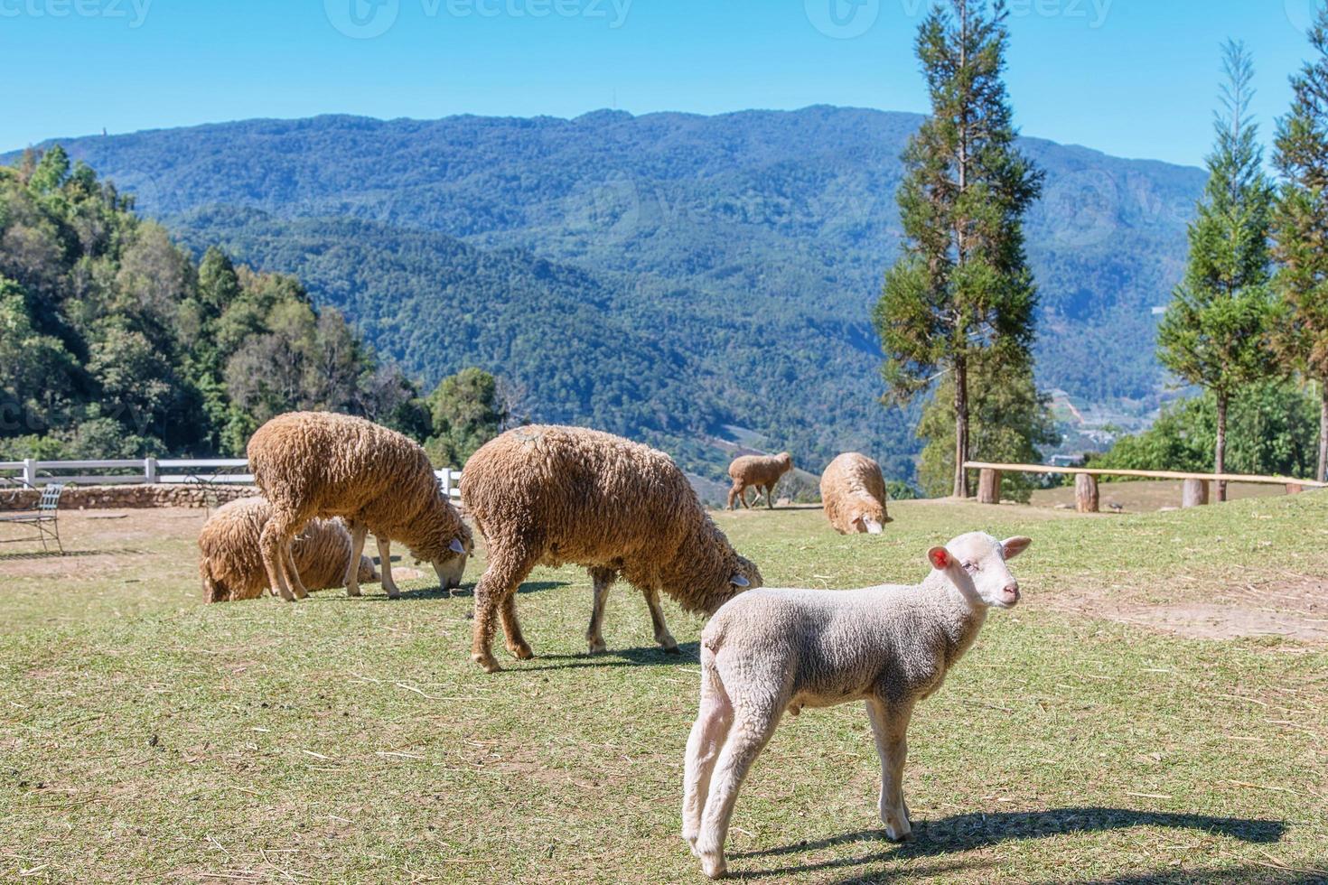 schapen kauwen gras Aan een weide. foto