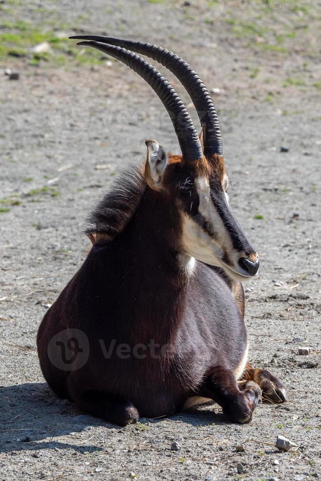 roan antilope nijlpaard equinus, resting foto