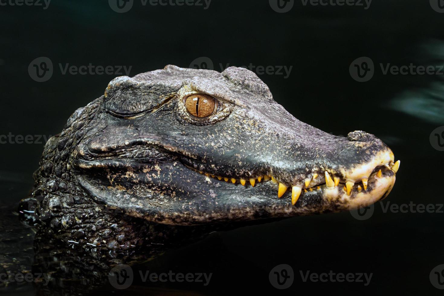 hoofd van een krokodil paleosuchus palpebrosus. dwerg kaaiman. foto