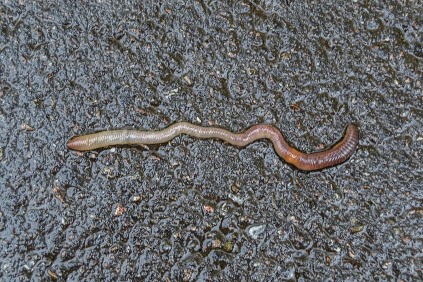 rode regenworm het levend aas om te vissen geïsoleerd op donkere achtergrond foto