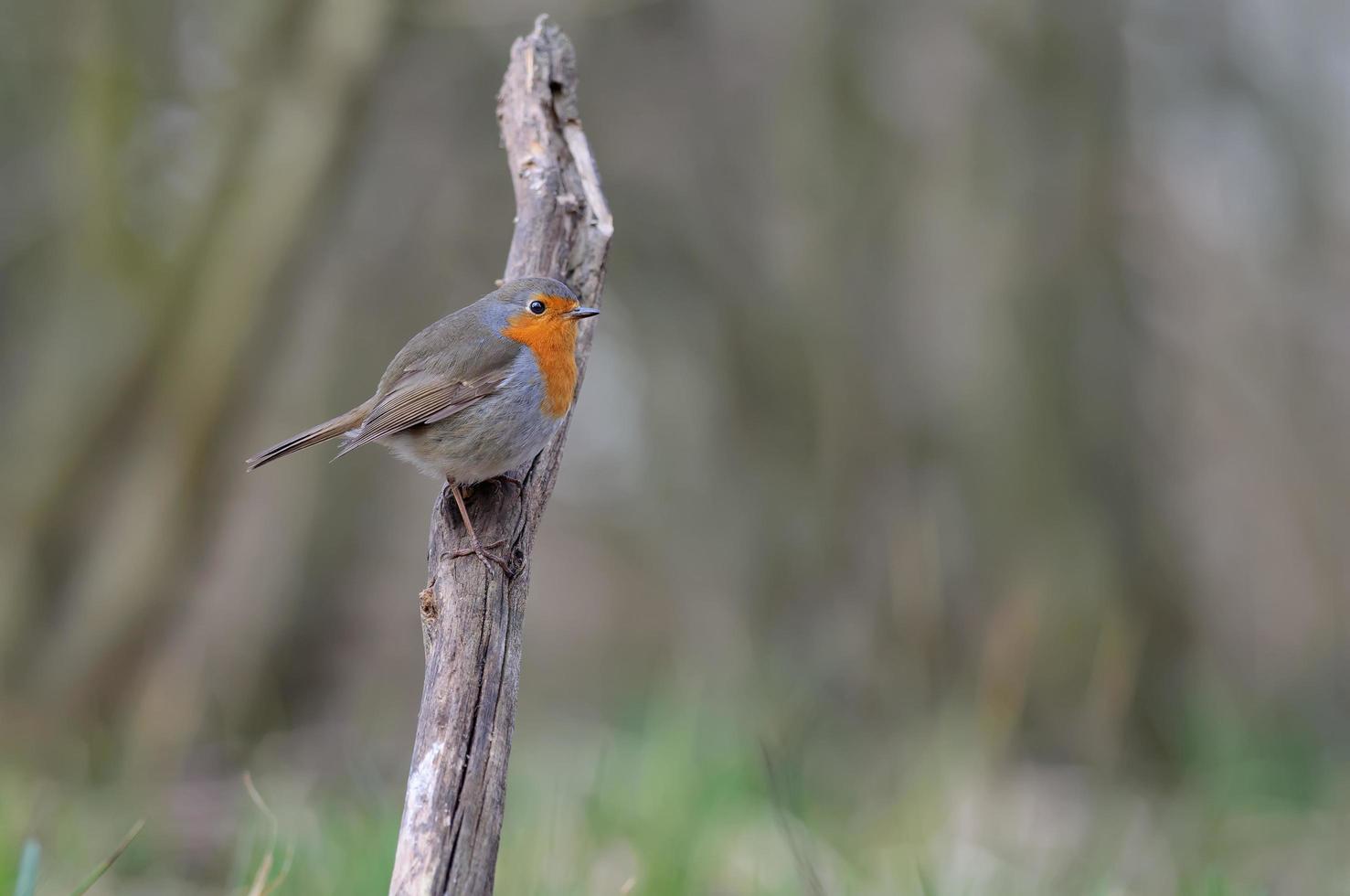 volwassen Europese Robin erithacus rubecula poseren Aan een rechtop stok met zoet schemer licht foto