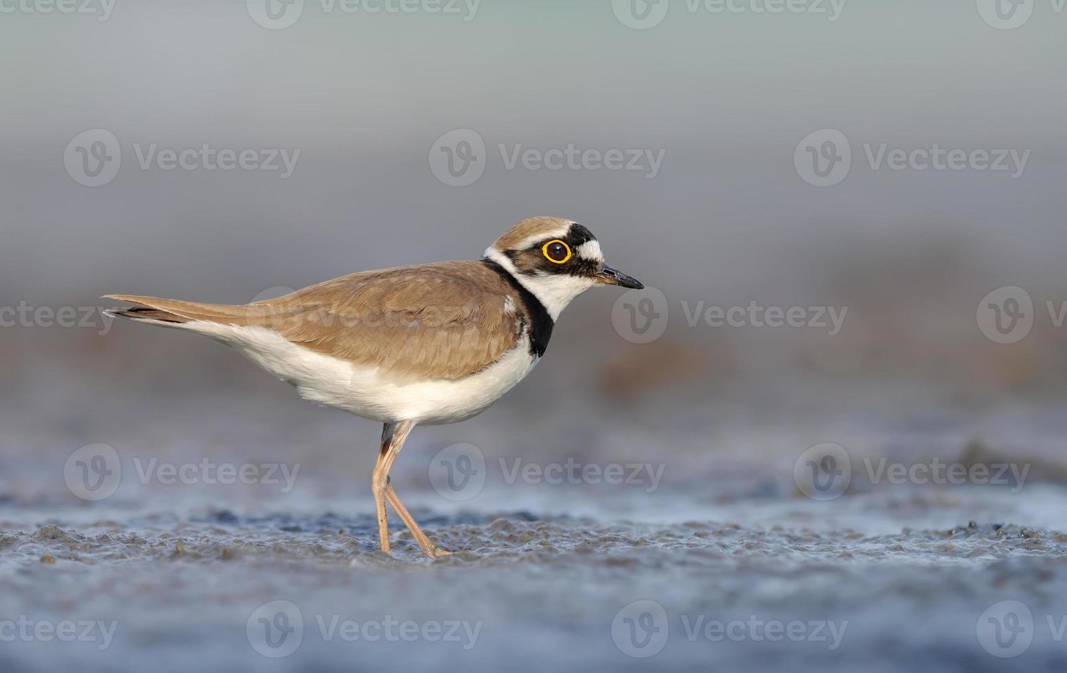 weinig geringd plevier charadrius dubieus staat te midden van nat modderig land- met zoet avond licht foto