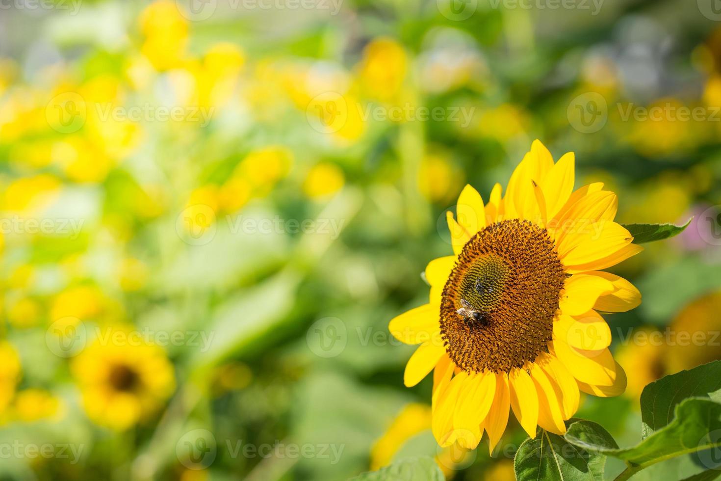 zonnebloem veld- met bij in tuin foto