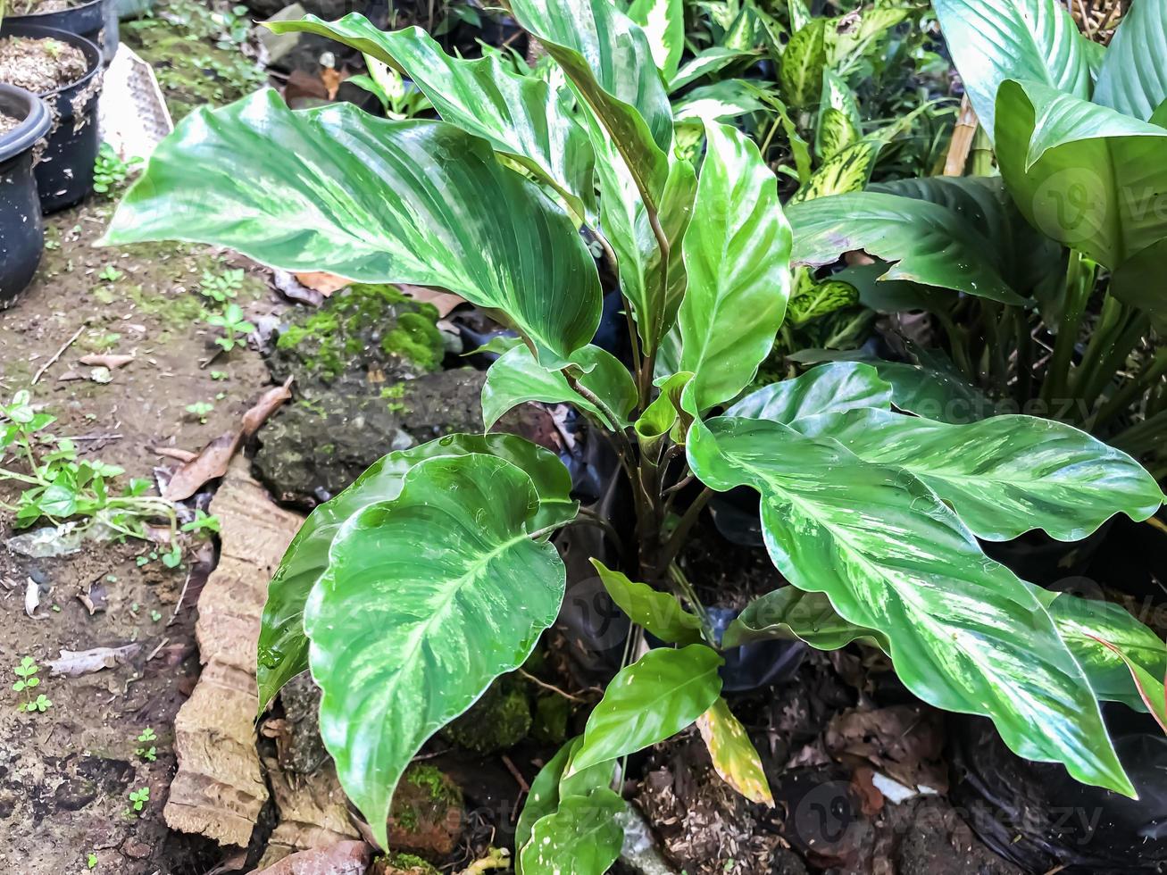 detailopname natuur visie van groen blad in tuin. foto