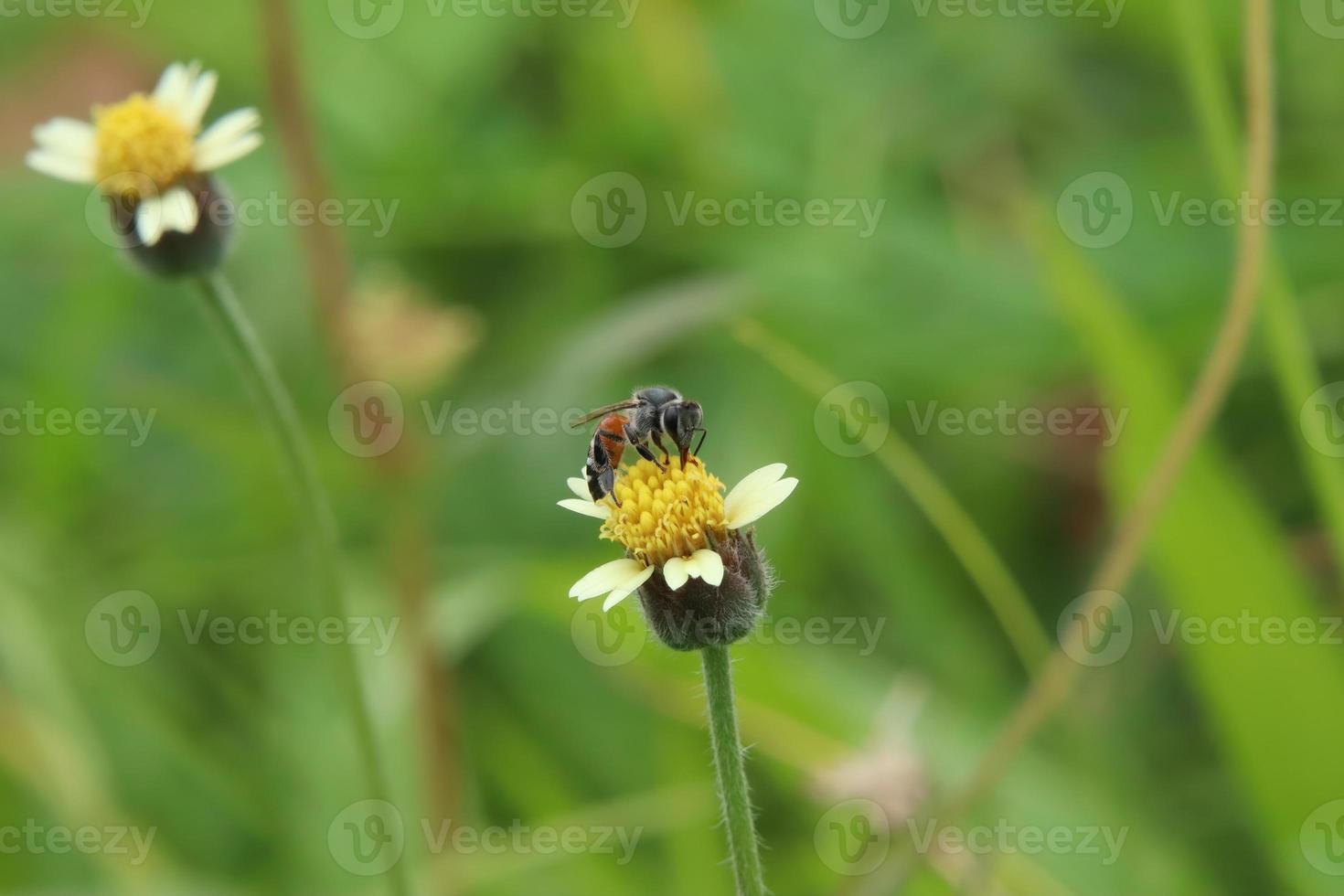 rood dwerg honing bij Aan een bloem voeden Aan stuifmeel foto